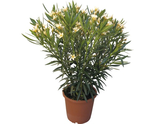 Oleandr žlutý FloraSelf Nerum oleander výška 40-60 cm květináč Ø 20 cm