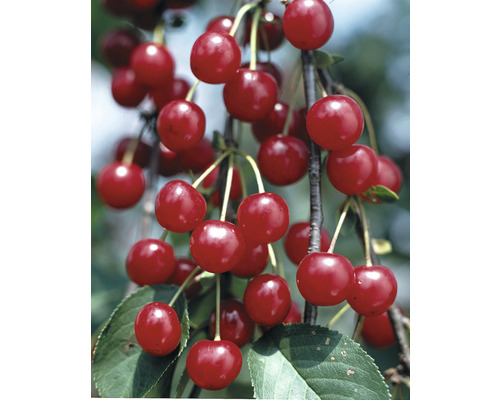 Višeň obecná BIO FloraSelf Bio Prunus cerasus 'Morela' 120-150 cm květináč 7,5 l Třešeň s zralými třešněmi