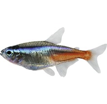 Tetra žhavá