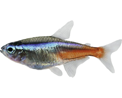 Tetra žhavá