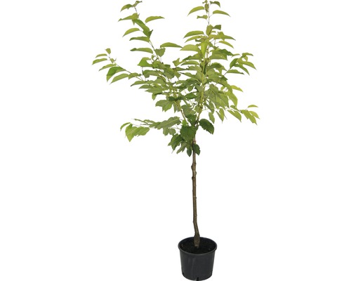 Třešeň BIO polokmen samosprašná FloraSelf Bio Prunus avium 'Sunburst' celková výška 120-150 cm květináč 7,5 l