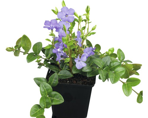 Barvínek rostlina v květináči