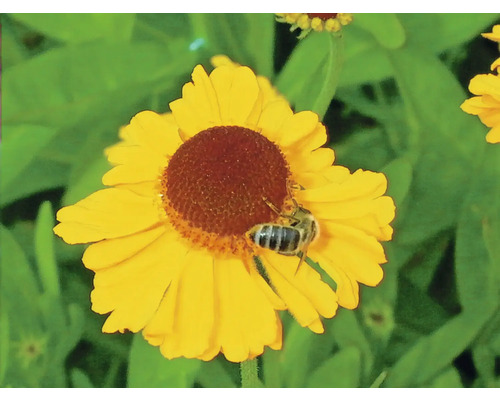 Žlutý květ s včelou