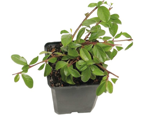 Skalník Dammerův FloraSelf Cotoneaster dammeri 'Coral Beauty' 10-15 cm květináč Ø 9 cm