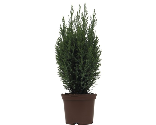 Cypřišek Ellwoodii FloraSelf V 20-30 cm květináč 2 l Cypřišek Ellwoodii FloraSelf V 20-30 cm květináč 2 l