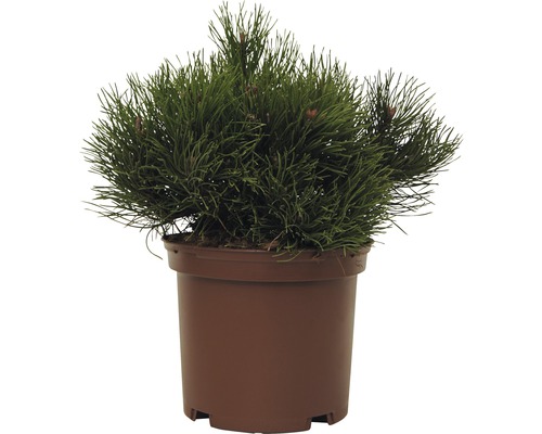 Borovice kleč FloraSelf Pinus mugo 'Pumilio' 15-20 cm květináč 2 l