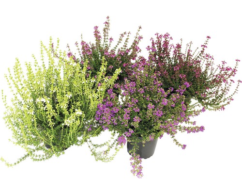 Vřesovec popelavý FloraSelf Erica cinerea květináč Ø 12 cm 1 ks, různé druhy Různobarevné vřesy v květináči