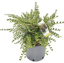 Skalník Dammerův Cotoneaster horizontalis výška 40-60 cm květináč 5 l