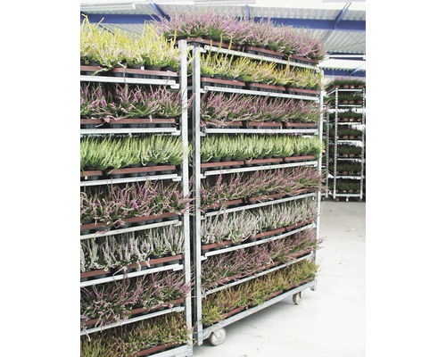 Kvetoucí rostliny vřesu na pojízdném vozíku pro přepravu.