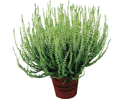 Vřes obecný Calluna vulgaris v květináči