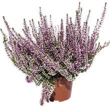 Vřes obecný FloraSelf Calluna vulgaris květináč Ø 10/11 cm 1 ks, různé jednobarevné druhy