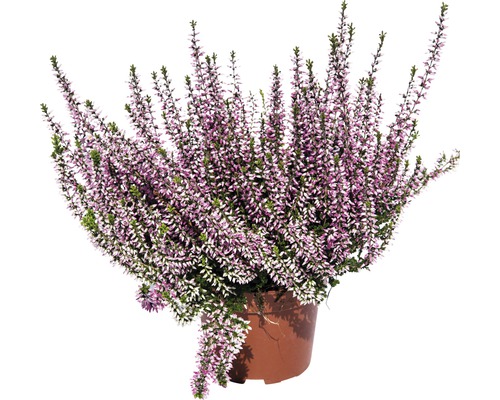 Vřes obecný FloraSelf Calluna vulgaris květináč Ø 10/11 cm 1 ks, různé jednobarevné druhy