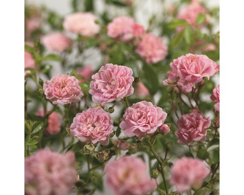 Růže půdopokryvná FloraSelf Rosa x hybrid 'The Fairy' 10-30 cm květináč 3 l Detailní pohled na růžové miniaturní růže se zelenými listy.