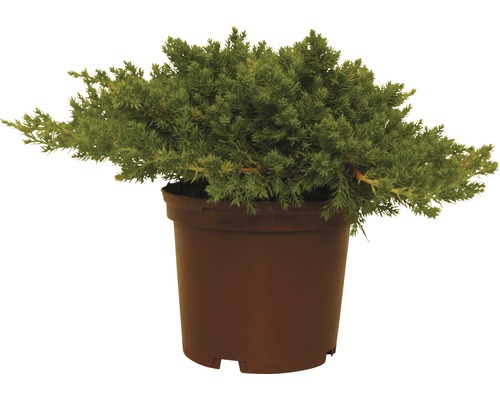 Jalovec poléhavý FloraSelf Juniperus procumbens 'Nana' 20-25 cm květináč 2 l Jalovcová rostlina v květináči