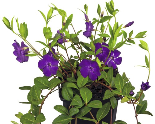 Barvínek s fialovými květy FloraSelf Vinca minor 'Atropurpurea' 5-7 výhonů květináč Ø 9 cm