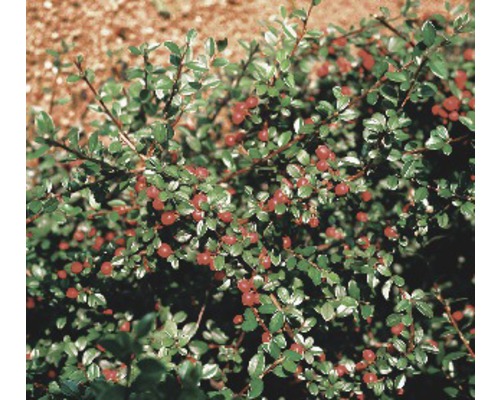Skalník Dammerův FloraSelf Cotoneaster dammeri radicans 10-15 cm