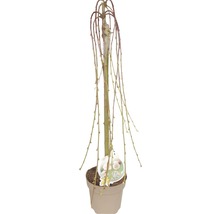 Vrba jíva FloraSelf Salix caprea 'Pendula' 60-80 cm květináč 3 l