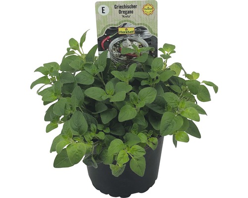 Řecké oregano v květináči