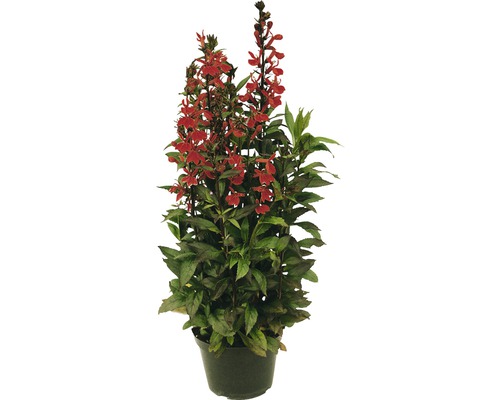 Lobelka růžová FloraSelf Lobelia speciosa výška 10-40 cm květináč 3 l