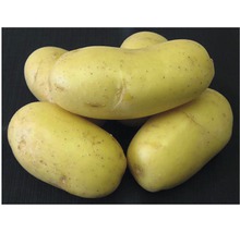 Žluté konzumní brambory