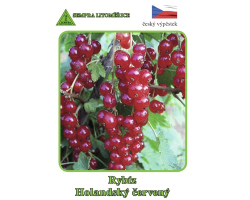 Červený rybíz odrůda Holandský červený