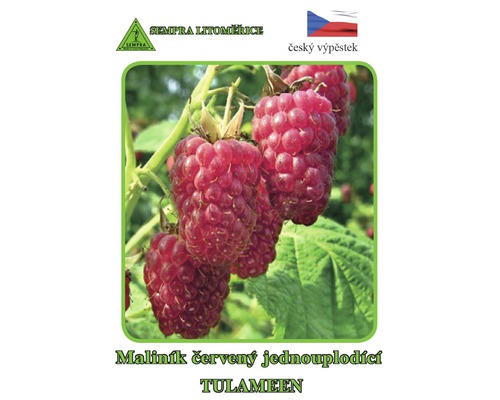 Balení rostliny maliny Tulameen