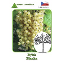 Rybíz bílý stromkový Ribes rubrum bílá varieta v květináči Ø 14 cm-thumb-0