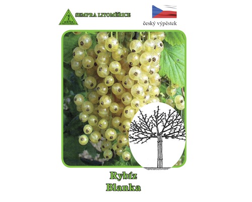 Rybíz bílý stromkový Ribes rubrum bílá varieta v květináči Ø 14 cm-0