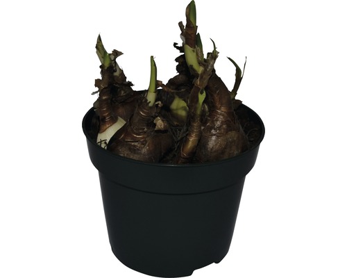 Cibule amarylis v květináči