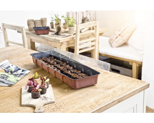 Sadbovač s tabletami pro výsev a průhledným víkem na dřevěném stole, s mladými rostlinami a květináči pro výsev v pozadí.