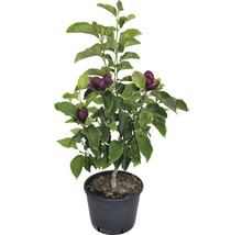 Magnolie v květináči