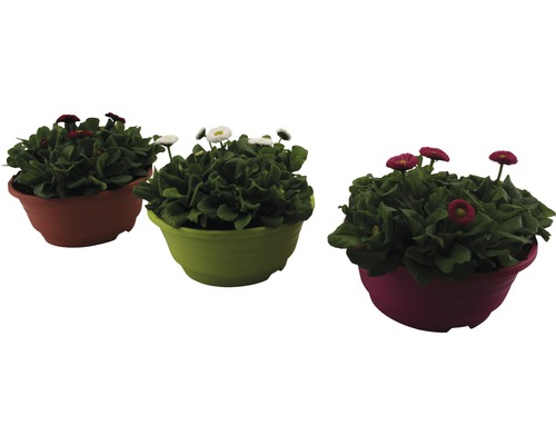 Sedmikráska chudobka FloraSelf Bellis perennis květináč Ø 21 cm 1 ks, různé barvy Tři sedmikrásky v květináči