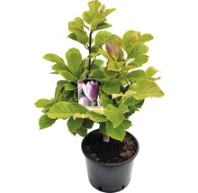 Magnolie ''Satisfaction'' v květináči