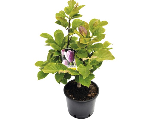Magnolie ''Satisfaction'' v květináči