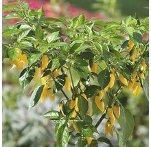 Chilli paprička FloraSelf Capsicum annuum květináč Ø 14 cm