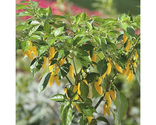 Chilli paprička FloraSelf Capsicum annuum květináč Ø 14 cm