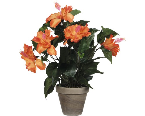 Ibišek v květináči jako dekorace