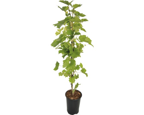 Vinná réva v květináči