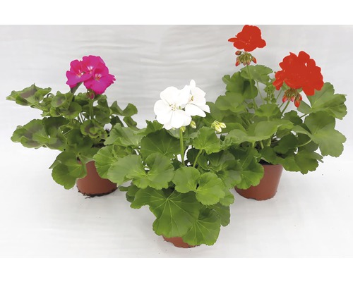 Tři rostliny muškátů v květináčích s červenými, bílými a růžovými květy