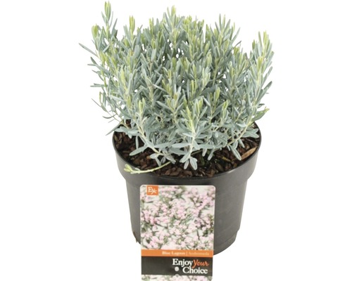 Kyhanka sivolistá FloraSelf Andromeda polifolia 'Blue Lagoon' výška 10-20 cm květináč 2 l