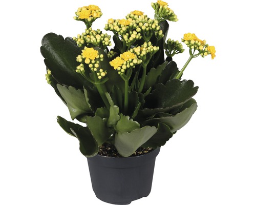 Kolopejka vděčná FloraSelf Kalanchoe Calandiva V 20-25 cm Ø květináče 12 cm žlutá-0