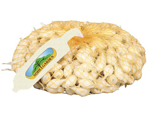 Cibule Snowball (Cibule Snowball, Cibuli Snowball, Semen Cibule, Semen Cibule Snowball) Cibule Snowball