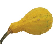 Okrasná tykev