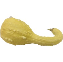 Žlutá okrasná tykev