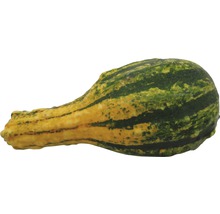 Okrasná tykev
