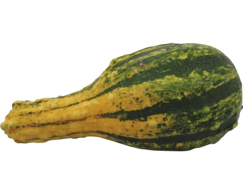 Okrasná tykev