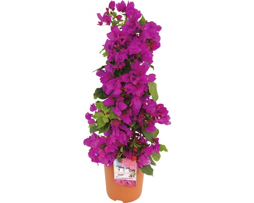 Bugenvilea FloraSelf Bougainvillea 'Sanderiana' celková výška cca 50 cm květináč Ø 19 cm