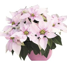 Vánoční hvězda s květem v květináči