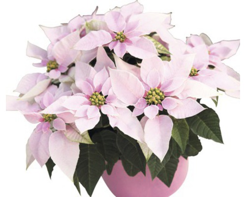 Vánoční hvězda Princettia vícevýhonová květináč Ø 12 cm Vánoční hvězda s květem v květináči