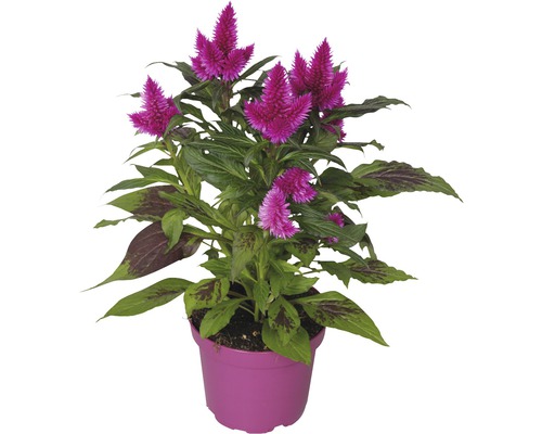 Nevadlec hřebenitý Celosia argentea květináč Ø 16 cm